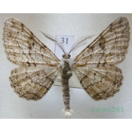 Peribatodes rhomboidaria (Denis & Schiffermüller, 1775) male Czech31
